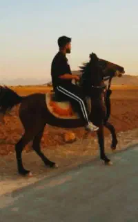 مادیان کرد