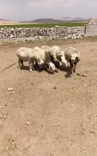 میش