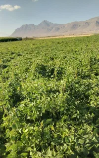 کاه لوبیا چیتی درجه یک ۱۵۰۰من