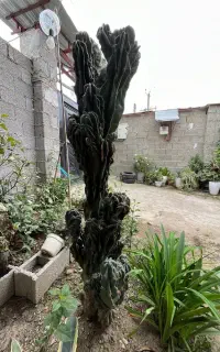 درختچه کاکتوس