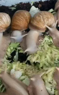 حلزون برای حلزون تراپی صورت