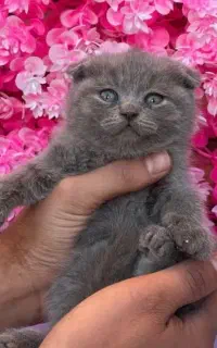 توله بچه گربه های اسکاتیش و بریتیش غذا خور