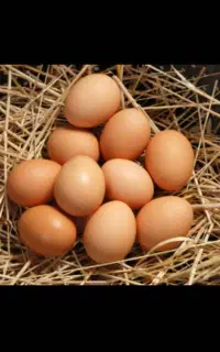 پخش تخم مرغ محلی و رسمی ارگانیک