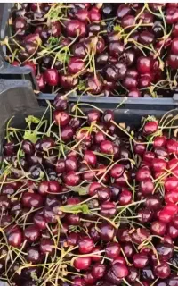 فروش بار باغ گیلاس در اوشان (سردرختی)