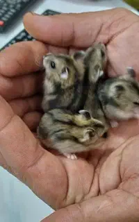 همستر نژاد کمپل
