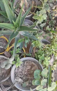 گل شمعدانی گلدان پر گل