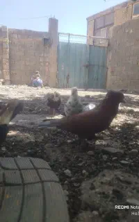 کبوتر