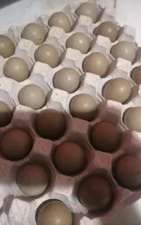 تخم پرنده