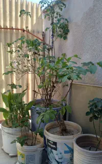 تعدای‌گل‌ودوتادرخت