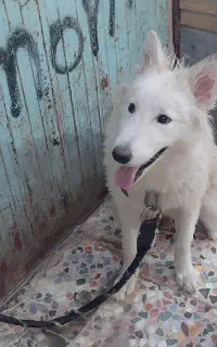 گرگ کانادایی