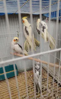 عروس هلندی مولد  و جوجه