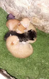 دوتا بچه گربه. ناناز واگذاری رایگان