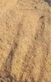 کاه نخود