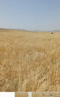 فروش و معاوضه