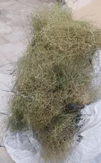 بنجک ماشینه