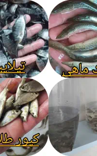 فروش انواع بچه ماهی