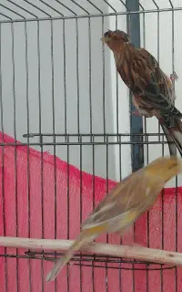 قناری نر جوان و ماده اماده