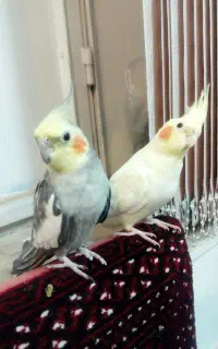 فروش عروس هلندی دستی وسخنگو