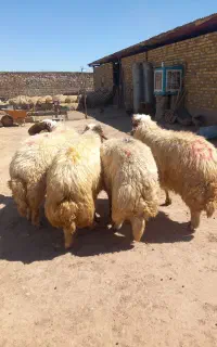 شیشک قوچ داشتی
