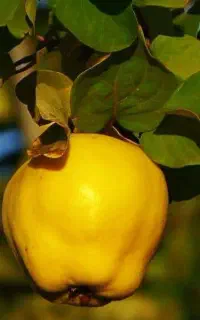 عرضه و فروش انواع نهال به پربار