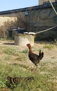 فروش مرغ محلی اصیل مشکی