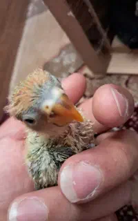 جوجه کوتوله