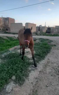 اسب سمند