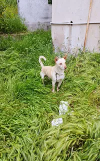 سگ پاکوتاه نر