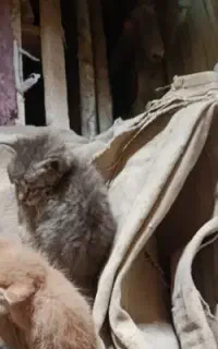 عنوان اهدا و واگذاری بچه گربه