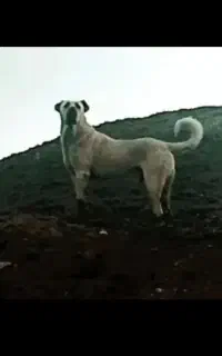 سگ سرابی