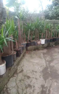 تنه یوکا رخ دار