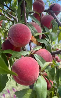 تمام ارقام نهال میوه گلدانی  و زینتی