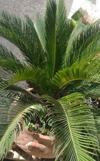 سیکاس 5ساله