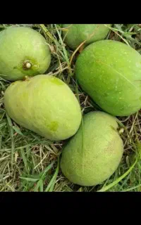انبه