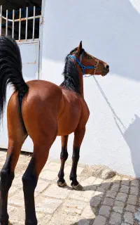 اسب نریان