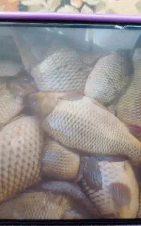 ماهی کپور