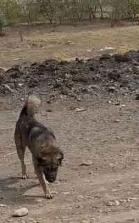 سگ نر