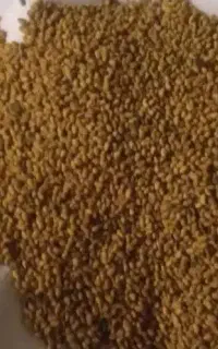 بذر یونجه بمی