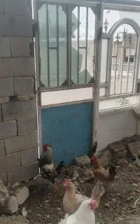 خروس دو عدد 30000000