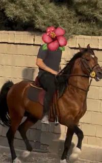 اسب ۲ رگ عرب و دره شور  ۵ نشان  نقد اقساط