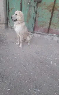 واگذاری سگ ماده
