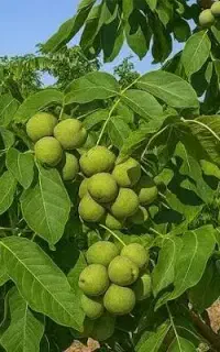 گردو درخت