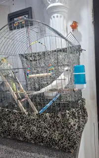 یک جفت عروس هلندی