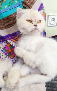 گربه