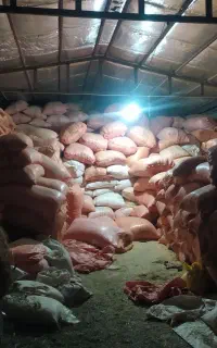 جو وذرت  خرد شده