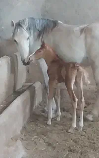اسب