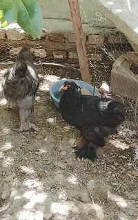 مرغ مرند قرسی