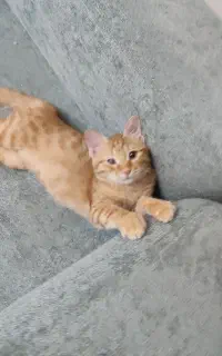 واگذاری تعدادی گربه 6ماهه