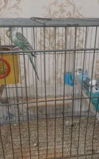 مرغ عشق مولد به همراه جوجه و قفس