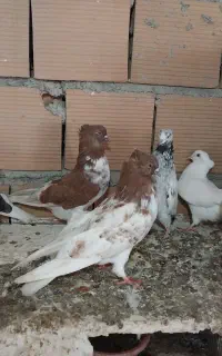 ۹تا کیوتر